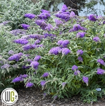 Sommerfuglebusk `Violet Cascade`